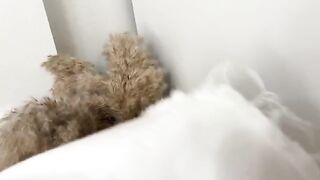 The man sniffed panties and fucked a curvy woman in a wet pussy, showcasing intense hardcore action