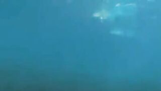 Fucking divers at the bottom of the sea