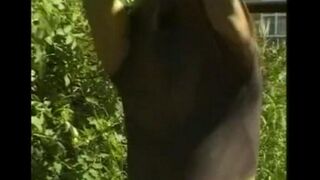 A man plays with his big dick in the hayloft, mimicking intense scenes